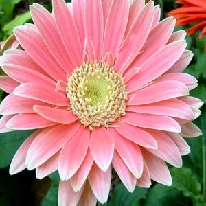 Meet your Posher, Erika